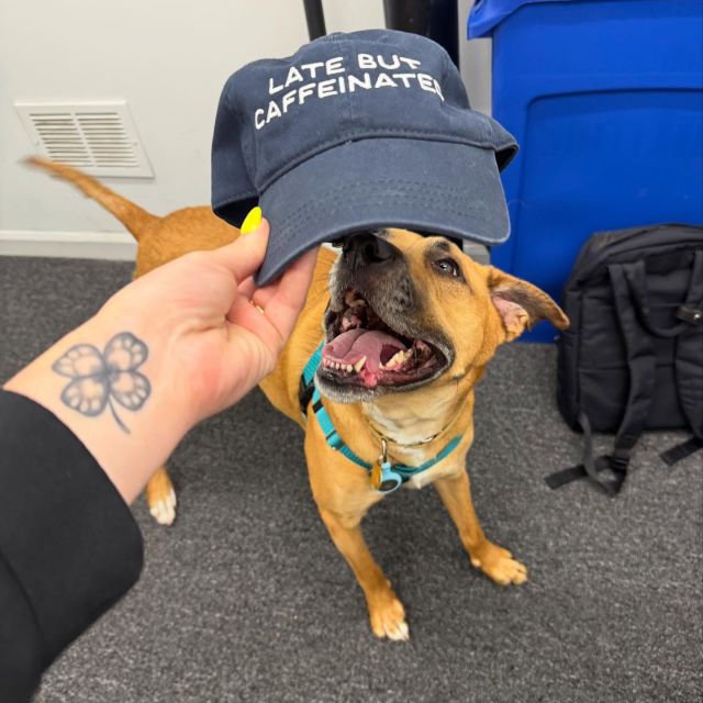 Even our furry friends love to color while rocking our merch! 😎 Find the link to our coloring pages in our story and shop our merch on Amazon 🐾

#EnergyNotAnxiety #AspireHealthyEnergyDrinks #UnextremeEnergy #EnergyDrinks