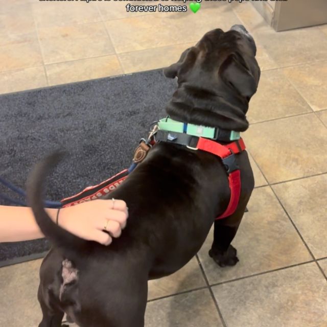 Meet our next adoptable pup: Rocko 🐾 2 years old | 59 lbs | American Bulldog mix
- An old soul in the best way
- Super chill and great on the leash
- SO friendly with everyone he meets
- Great car buddy (just give him a sec to mentally prepare before the big jump) - yes, he’s a heavy breather. Not tired, just making his presence known 💚

Rocko is waiting at @anticruelty for his forever fam, and we think he’s someone’s perfect match.

Aspire is teaming up with Anti-Cruelty, @jollypets and amazing partners like @charlee_bear_dogtreats @bigbarkerusa and @hello.link to help dogs like Rocko get adopted 🐾
Every adopted pup goes home with a tail-wagging goody pack including treats, toys, and a few cans of Aspire for their new human (because you deserve a healthy boost, too 😉)

Want to help? – Adopt or foster (Rocko would like to formally apply for the job of your best friend) – Volunteer or donate – Share this post to help him find his people!

New pups every week. Giveaways and lots of happy tails coming soon 💚

#Adopted #AspireEnergyDrinks #EnergyDrinks #fyp #RescueDog