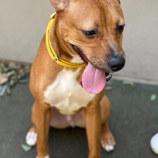 Say hello to Dexter 💚🐾
This 10-month-old happy guy is all tail wags. And when we say tail wags, we mean whole-body, can’t-contain-it wiggles.

Dexter charms everyone he meets, and is working hard on learning his commands (he’s got “sit” about 80% down and is very proud). He’s smart, curious, and just wants to be involved in whatever’s going on.

Dexter is still a puppy, so he’s learning the ropes, but he’s eager, affectionate, and always ready for his next adventure, especially if it comes with snacks.

Here’s what we love about Dexter:
– His tail wag takes over his whole body
– Super social and friendly, wants to say hi to everyone
– Quick learner, especially for treats
– Playful, goofy, and sweet
– Gives the gentlest kisses

We’re partnering with @anticruelty , @jollypets , @bigbarkerusa , @charlee_bear_dogtreats , and @hello.link to help dogs like Dexter find their people. His go-home starter pack is ready to go.

Dexter is ready now, he just needs someone to say yes. If you’ve been thinking about adopting, don’t wait. Come meet him, take him for a walk, and see if he’s your match.

Share this post
Tag a friend
Better yet, come get him 😌💚

#AspireHealthyEnergyDrinks #EnergyDrinks #fyp #adopt #dogrescue