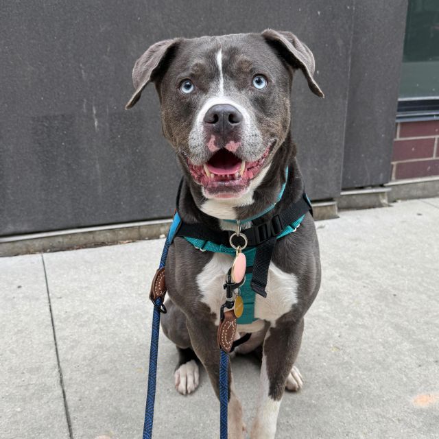 Say hello to Denim 💚🐾
This sweet 4-year-old Boxer mix came to @anticruelty as a stray, but you’d never guess it. He’s been soaking up all the love on Dogs Day Out adventures and winning hearts (including ours) everywhere he goes.

Denim is 60 lbs of pure joy:
Calm, cuddly, and playful
Walks like a dream on a leash
Friendly with every dog and person he meets
His tail is always wagging, always ready for his next hangout

He loves being around people and would be happiest in a home where he can be your sidekick, whether you’re out exploring or just chilling on the couch.

We’re partnering with @anticruelty, @jollypets @bigbarkerusa, @charlee_bear_dogtreats , and @hello.link to help shelter dogs like Denim find their forever families. Every adopted pup gets a go-home pack full of goodies to start their new chapter right.

Thinking about fostering or adopting? Denim’s ready when you are.

How you can help:
💚 Volunteer at your local shelter
💚 Donate or share this post
💚 Open your home to a dog in need (psst... maybe Denim?)

More adoptable dogs & giveaways coming all month long! Check our stories for updates 🐶

#shelterdoglove #AntiCruelty #AdoptDenim #DogDaysofSummer #EnergyNotAnxiety #AspireHealthyEnergyDrinks #UnextremeEnergy #EnergyDrinks #fyp